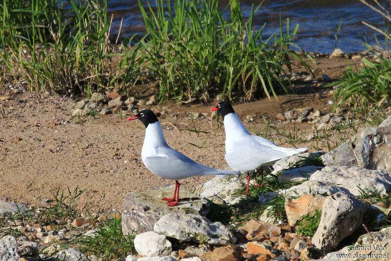 Mediterranean Gulladult breeding