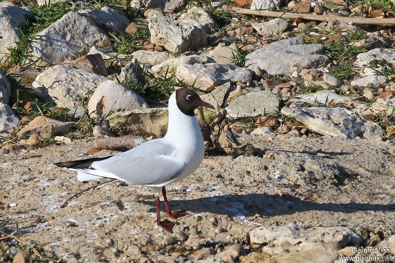 Mouette rieuseadulte nuptial