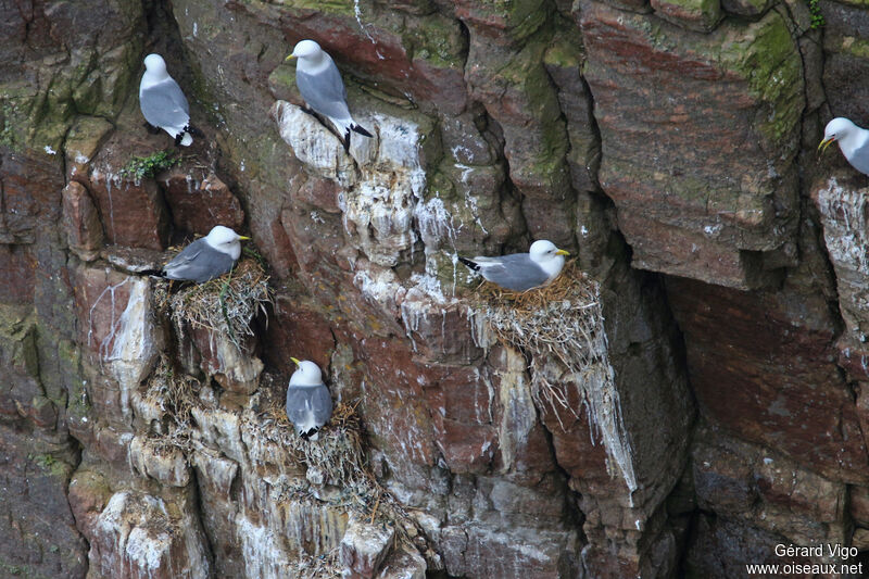 Mouette tridactyleadulte, Nidification