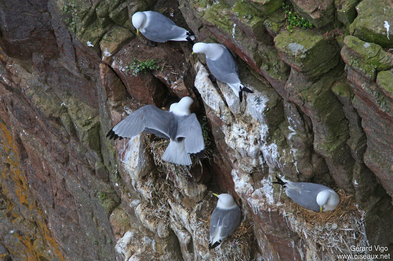 Mouette tridactyleadulte, Nidification