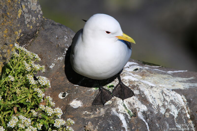 Black-legged Kittiwakeadult