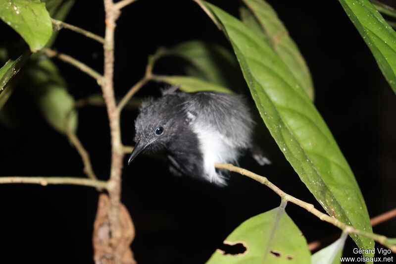 White-flanked Antwren male adult