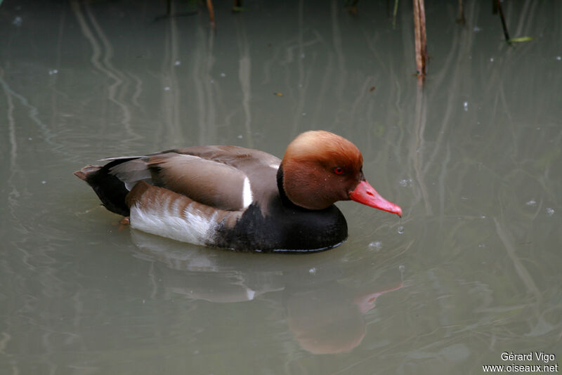 Nette rousse mâle adulte