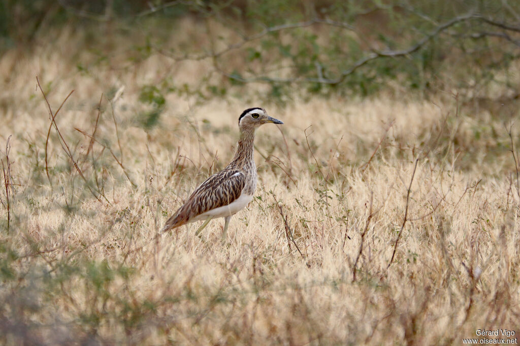 OEdicnème bistriéadulte