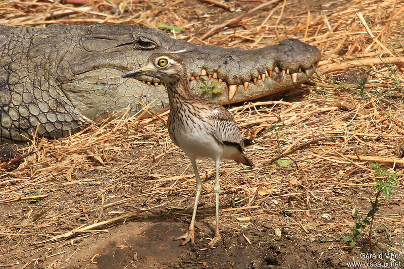 Oedicnème du Sénégaladulte