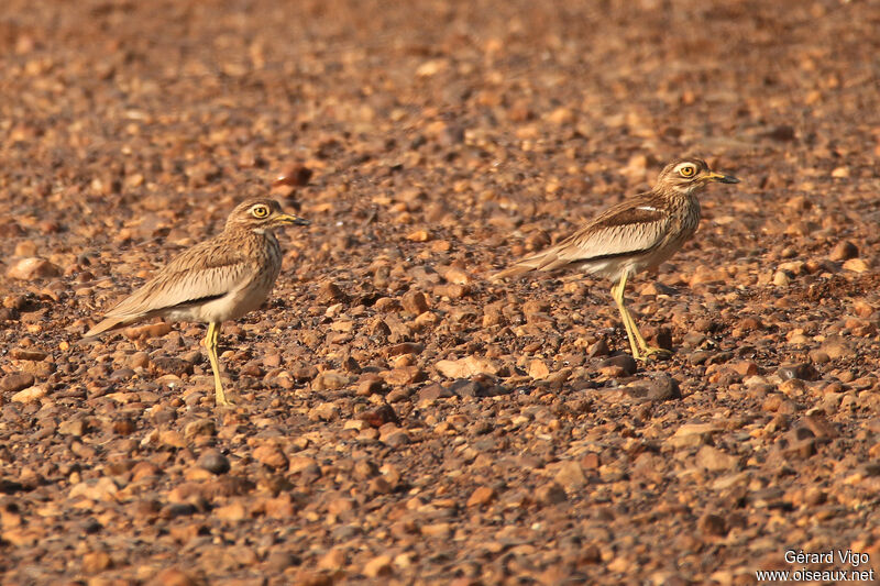 Senegal Thick-kneeadult