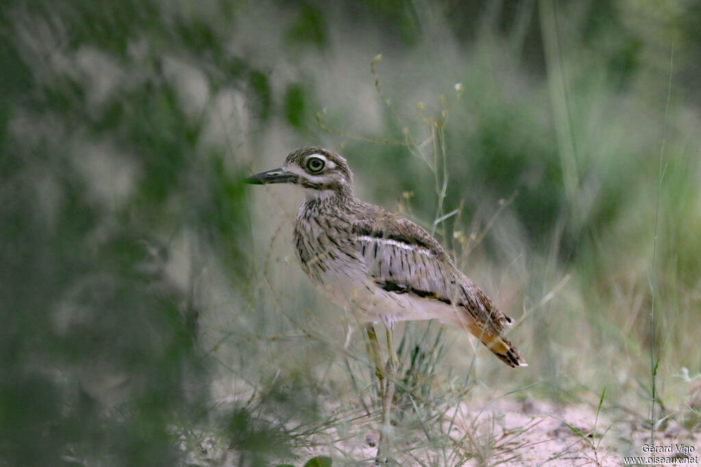 OEdicnème vermiculéadulte