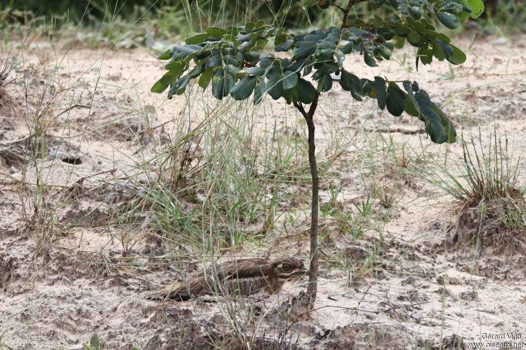 OEdicnème vermiculé