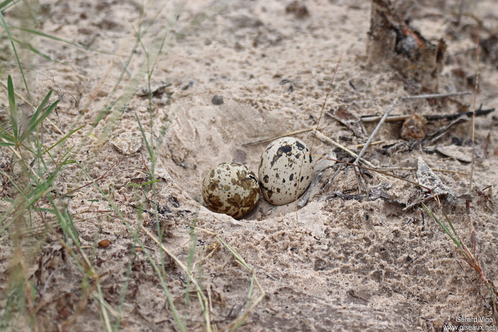 OEdicnème vermiculé