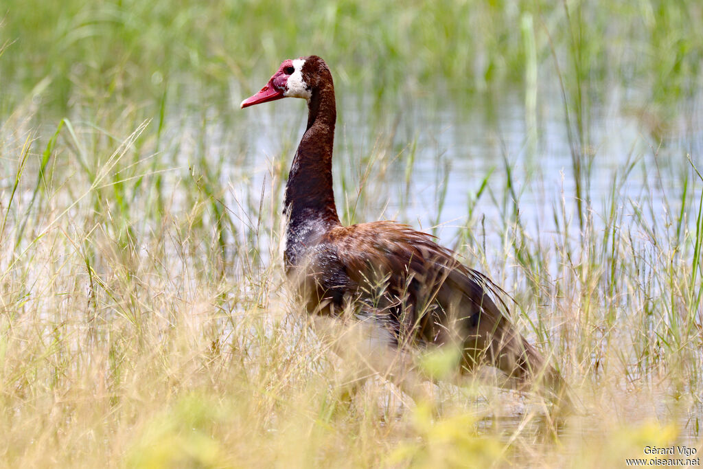 Oie-armée de Gambie