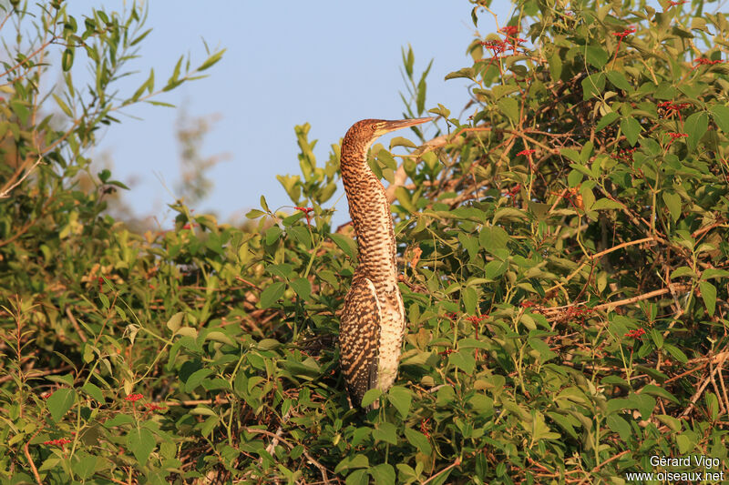 Onoré rayéimmature