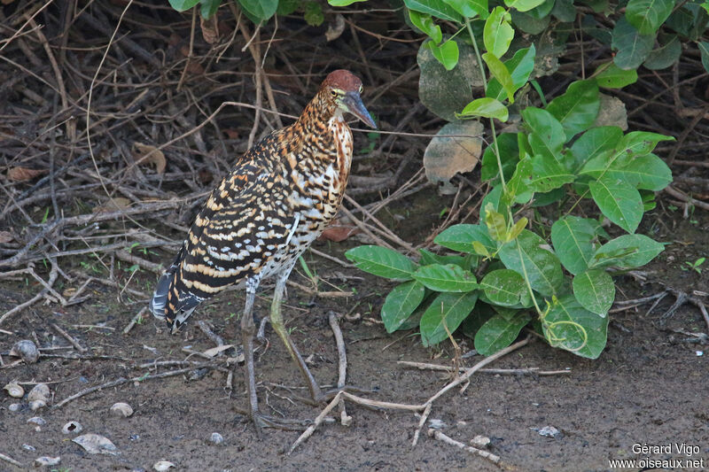 Onoré rayéimmature