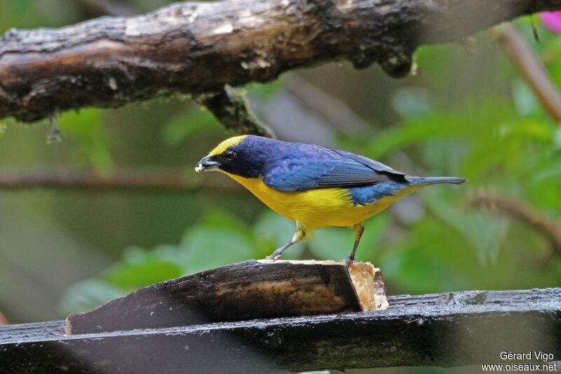 Thick-billed Euphonia male adult