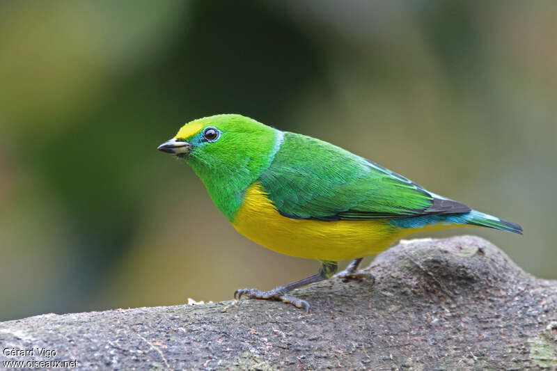 Blue-naped Chlorophonia male adult, identification