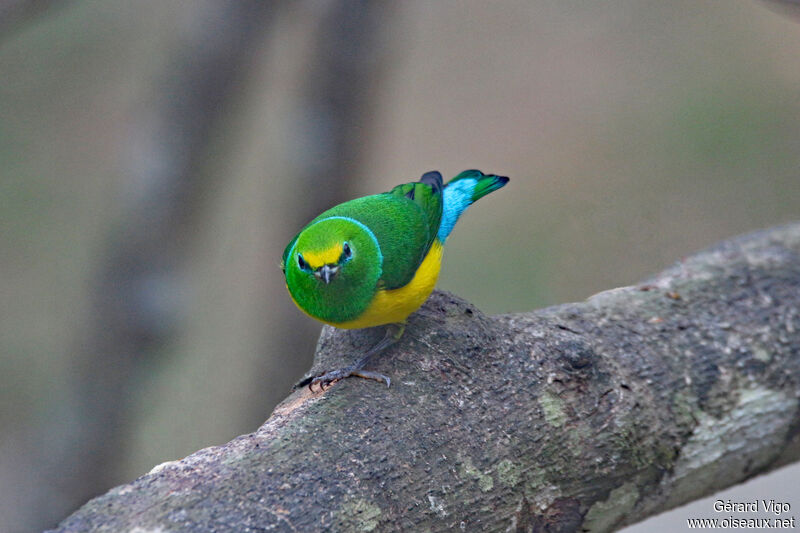 Blue-naped Chlorophoniaadult