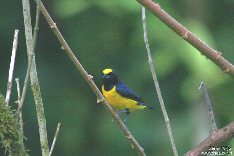 White-vented Euphonia male adult