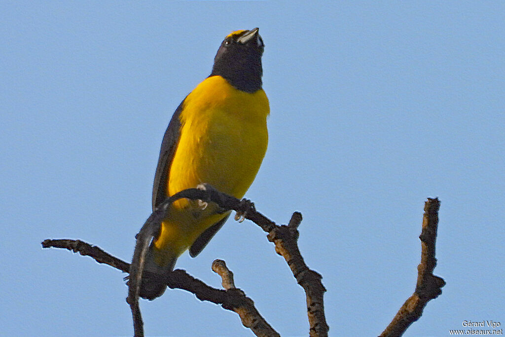 Organiste de brousse