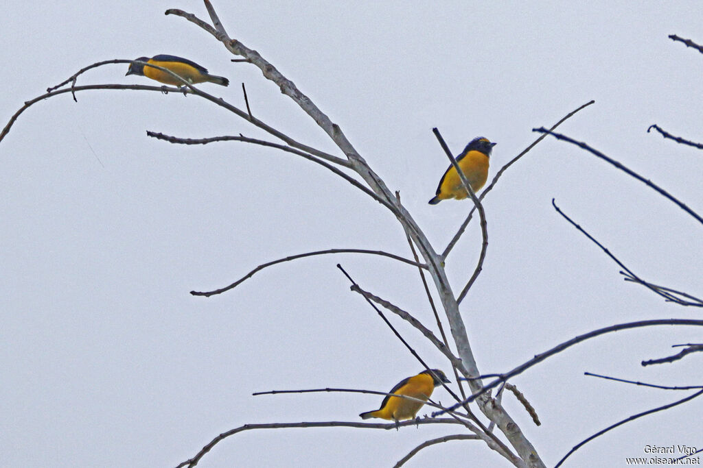 Organiste de brousse mâle adulte