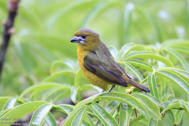 Organiste fardé mâle adulte, identification