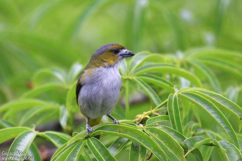 White-lored Euphonia female adult, close-up portrait