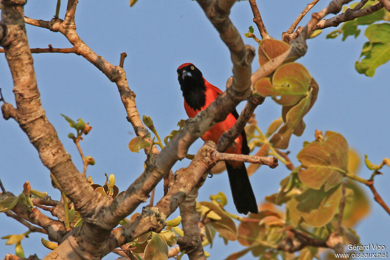 Orange-backed Troupialadult