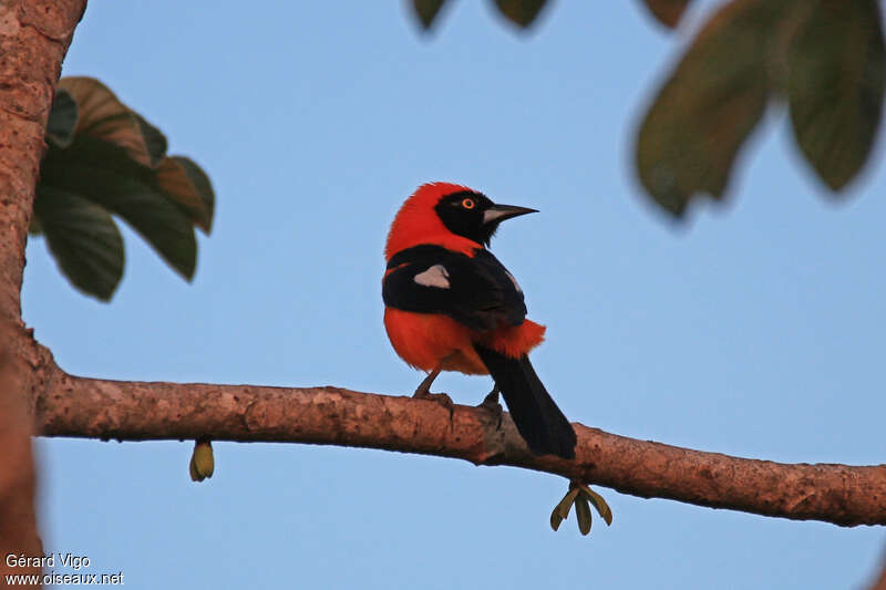 Orange-backed Troupialadult, aspect