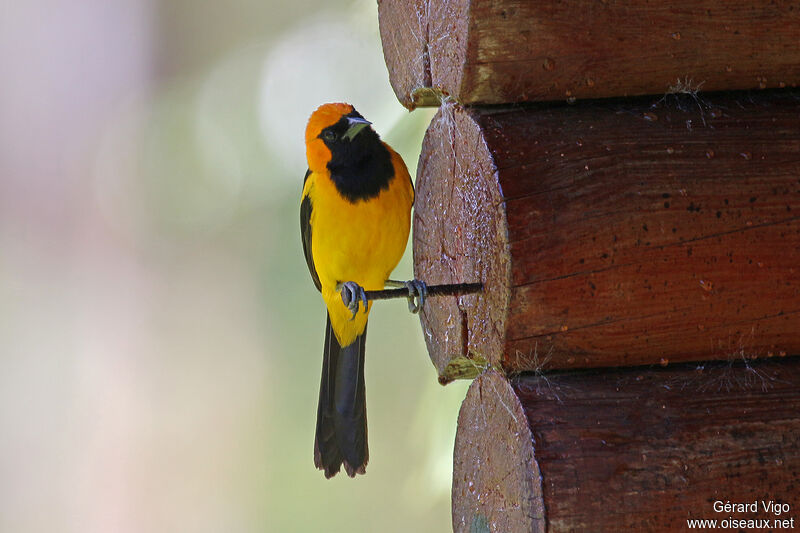 Orange-crowned Orioleadult