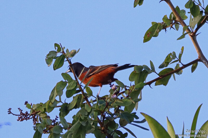 Orchard Oriole male adult