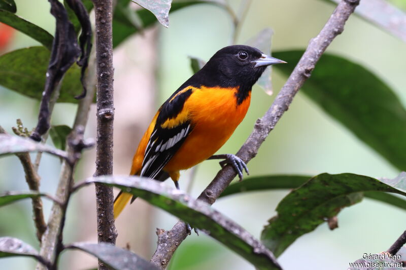 Oriole du Nord mâle adulte