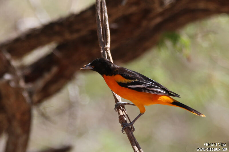 Baltimore Oriole male adult