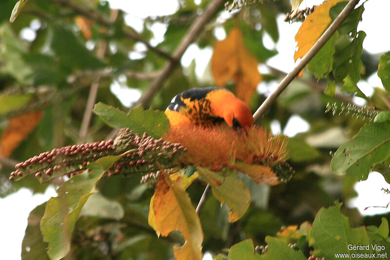 Oriole maculé mâle adulte