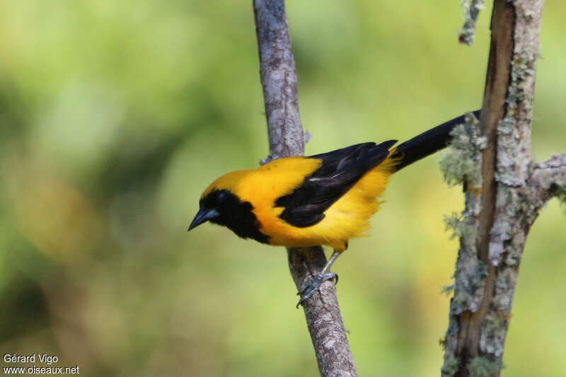 Oriole noir et oradulte, identification