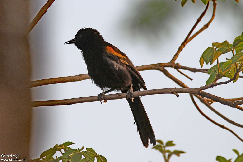 Variable Oriole