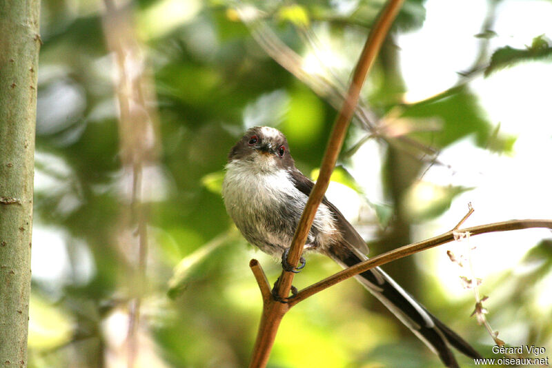 Long-tailed Titjuvenile