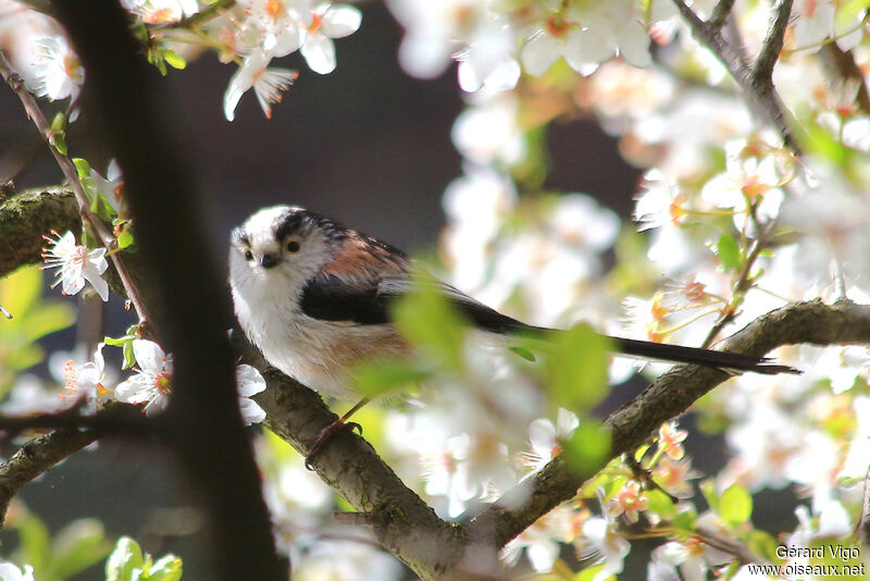 Long-tailed Titadult