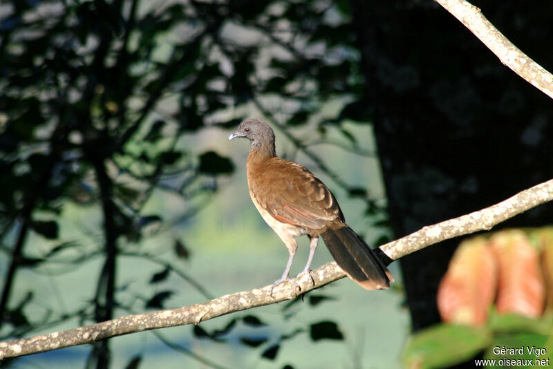 Grey-headed Chachalaca