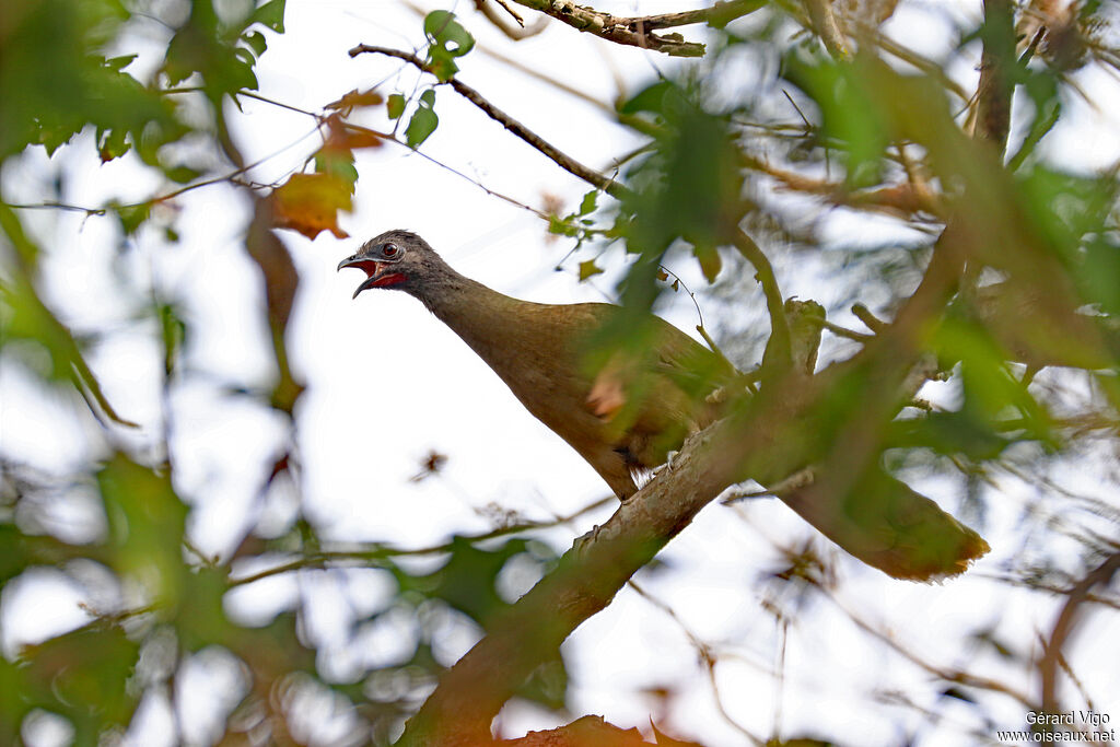 Plain Chachalaca