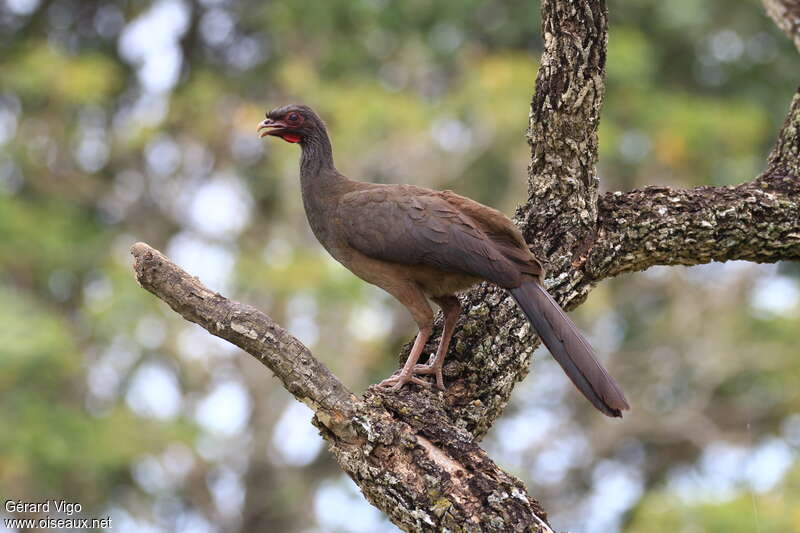 Ortalide du chacoadulte, identification