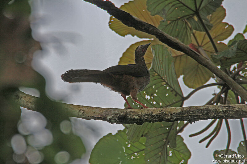 Speckled Chachalacaadult