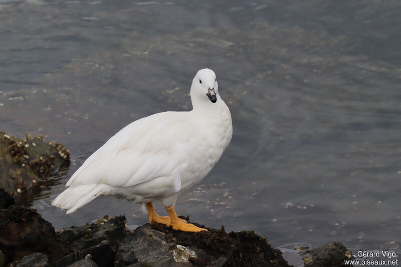 Kelp Goose male adult