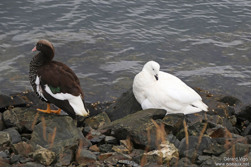 Kelp Gooseadult