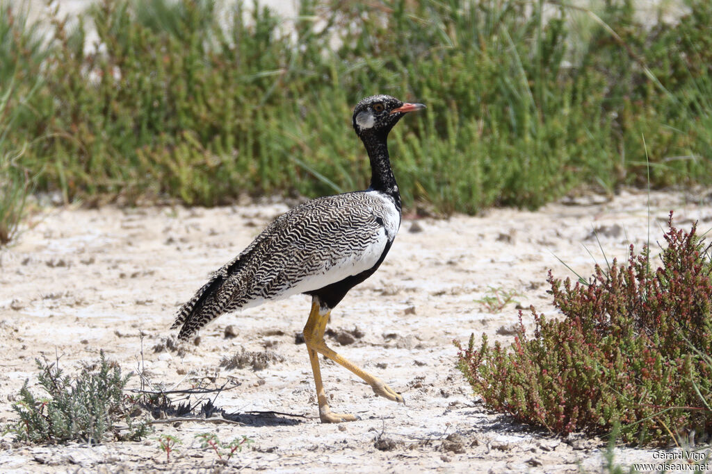 Outarde à miroir blanc mâle adulte