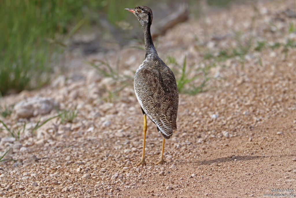 Outarde à miroir blanc femelle adulte