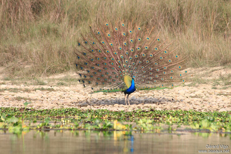 Indian Peafowl male adult breeding