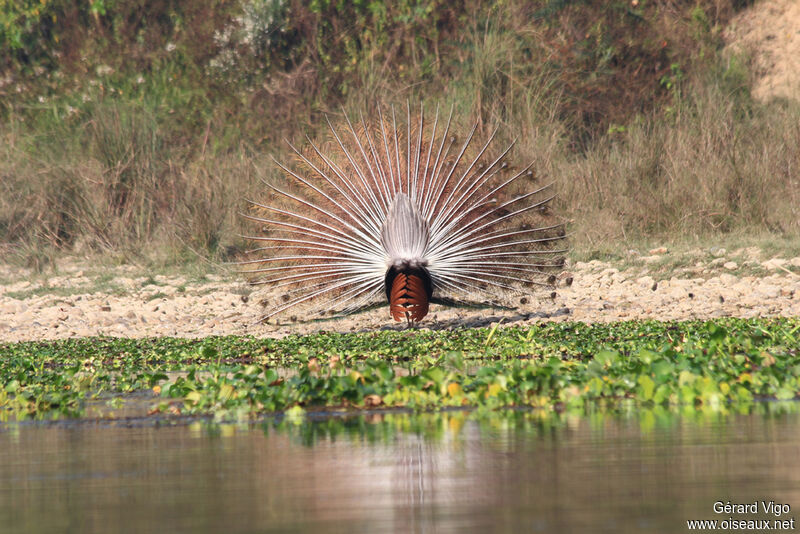 Indian Peafowl male adult breeding