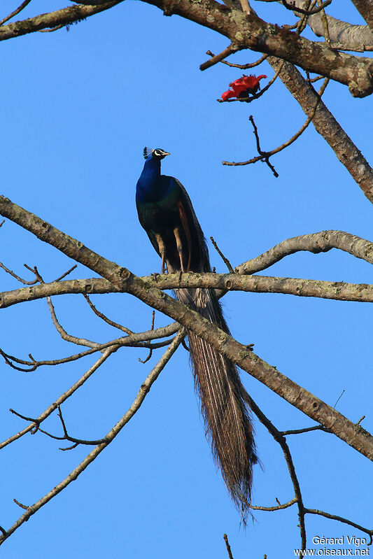 Indian Peafowl male adult breeding