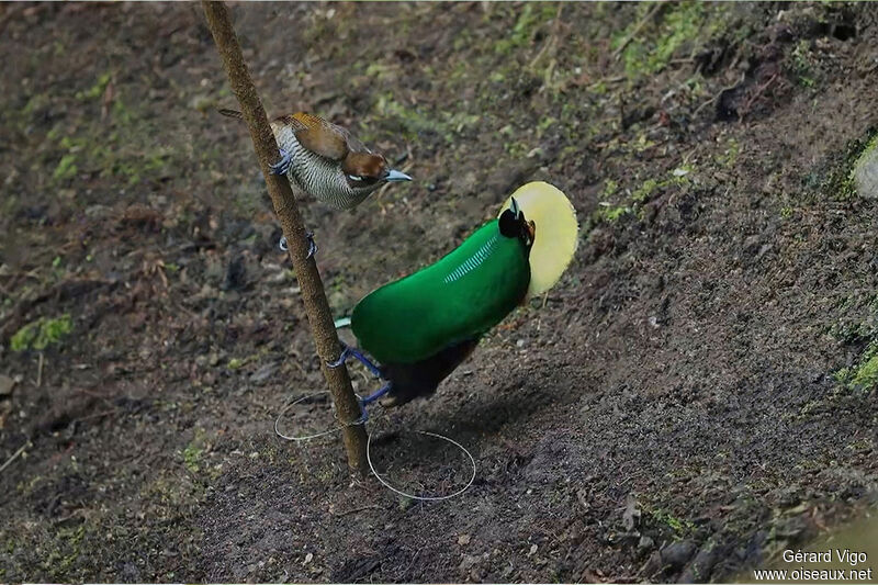 Magnificent Bird-of-paradiseadult breeding