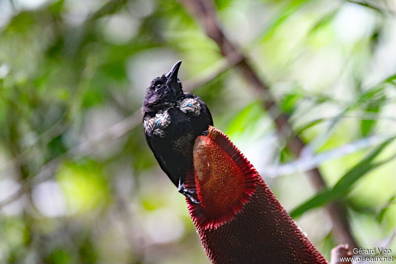 Crescent-caped Lophorina male immature