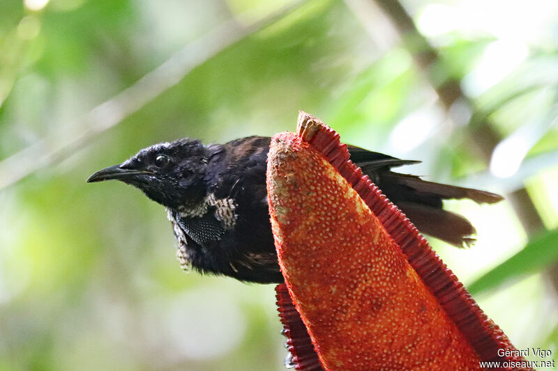 Paradisier niedda mâle immature