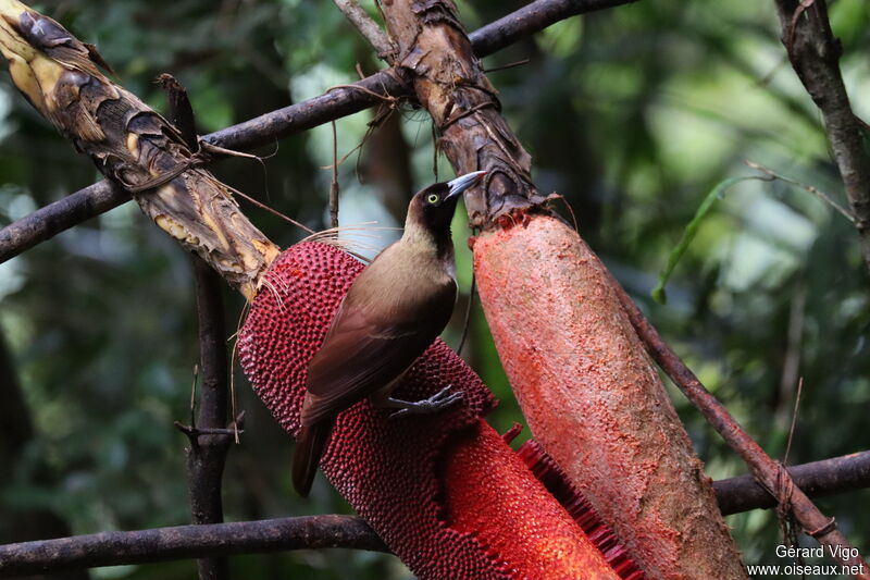 Lesser Bird-of-paradise female adult